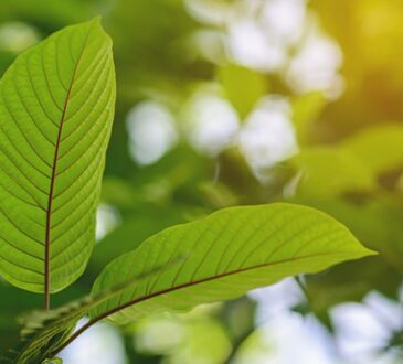 Red Borneo Kratom for relaxation